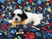 Shep, a male Shih Tzu and Shichon for sale in Lakeland, FL – 7 of 10