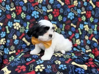 Shep, a male Shih Tzu and Shichon for sale in Lakeland, FL – 2 of 10