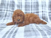 Snickers, a male Miniature Goldendoodle for sale in Lakeland, FL – 8 of 9