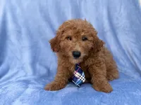 Dash, a male Miniature Goldendoodle for sale in Lakeland, FL – 3 of 9