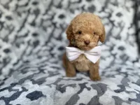 Freddy, a male Cockapoo and Poodle - Miniature  for sale in Lakeland, FL – 8 of 8