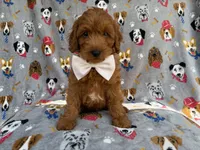 Bear, a male Cavapoo and Poodle - Miniature  for sale in Lakeland, FL – 5 of 8