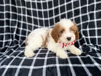 Boss, a male Cavapoo for sale in Lakeland, FL – 6 of 9