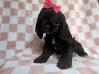 Harper, a female Cocker Spaniel for sale in Lakeland, FL – 8 of 8