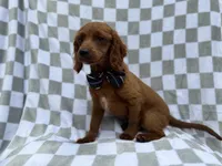 Domino, a male Cavapoo for sale in Lakeland, FL – 7 of 8