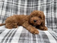Doodle, a male Cavapoo for sale in Lakeland, FL – 6 of 8