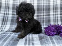 Kodak, a male Shihpoo for sale in Lakeland, FL – Photo 7 of 9