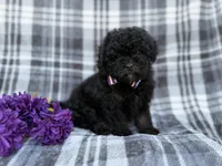 Kodak, a male Shihpoo for sale in Lakeland, FL – Photo 1 of 9