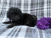 Kodak, a male Shihpoo for sale in Lakeland, FL – Photo 4 of 9