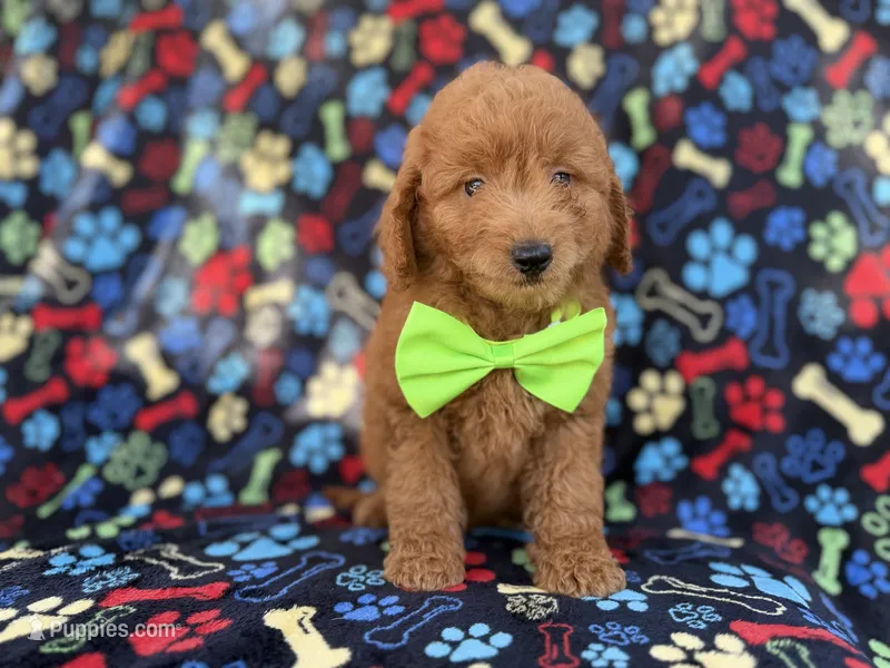 Leroy – Miniature Goldendoodle puppy for sale in Lakeland, FL