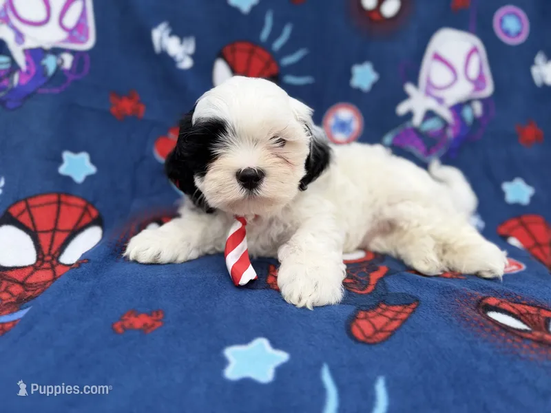 Sullivan – Shih Tzu, Shichon puppy for sale in Lakeland, FL