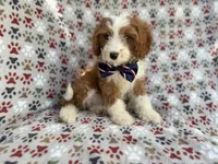 Cash, a male Cavapoo for sale in Lakeland, FL – 7 of 10