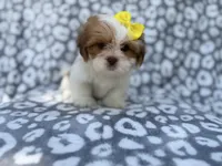 Grace, a female Lhasa Apso for sale in Lakeland, FL – 7 of 9