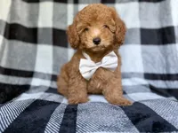 Bolt, a male Yorkipoo for sale in Lakeland, FL – 9 of 10