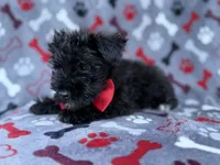 Zeus, a male Miniature Schnauzer for sale in Lakeland, FL – 2 of 8