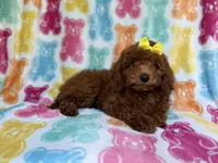 Buttons, a female Yorkipoo for sale in Lakeland, FL – 8 of 9