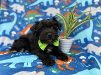 Valentino, a male Miniature Schnauzer for sale in Lakeland, FL – Photo 5 of 9