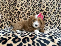 Josie, a female Cavalier King Charles Spaniel and Poodle - Miniature  for sale in Lakeland, FL – Photo 3 of 10