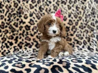 Josie, a female Cavalier King Charles Spaniel and Poodle - Miniature  for sale in Lakeland, FL – Photo 4 of 10