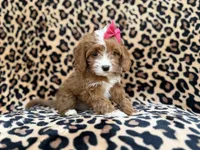 Josie, a female Cavalier King Charles Spaniel and Poodle - Miniature  for sale in Lakeland, FL – Photo 7 of 10