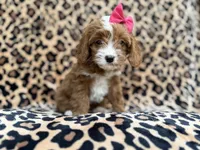 Josie, a female Cavalier King Charles Spaniel and Poodle - Miniature  for sale in Lakeland, FL – Photo 5 of 10