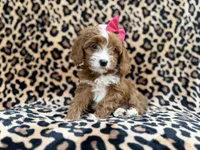 Josie, a female Cavalier King Charles Spaniel and Poodle - Miniature  for sale in Lakeland, FL – Photo 10 of 10
