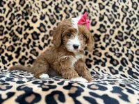 Josie, a female Cavalier King Charles Spaniel and Poodle - Miniature  for sale in Lakeland, FL – Photo 8 of 10