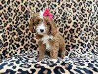 Josie, a female Cavalier King Charles Spaniel and Poodle - Miniature  for sale in Lakeland, FL – Photo 9 of 10