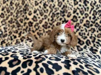 Josie, a female Cavalier King Charles Spaniel and Poodle - Miniature  for sale in Lakeland, FL – Photo 2 of 10