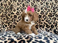 Josie, a female Cavalier King Charles Spaniel and Poodle - Miniature  for sale in Lakeland, FL – Photo 6 of 10