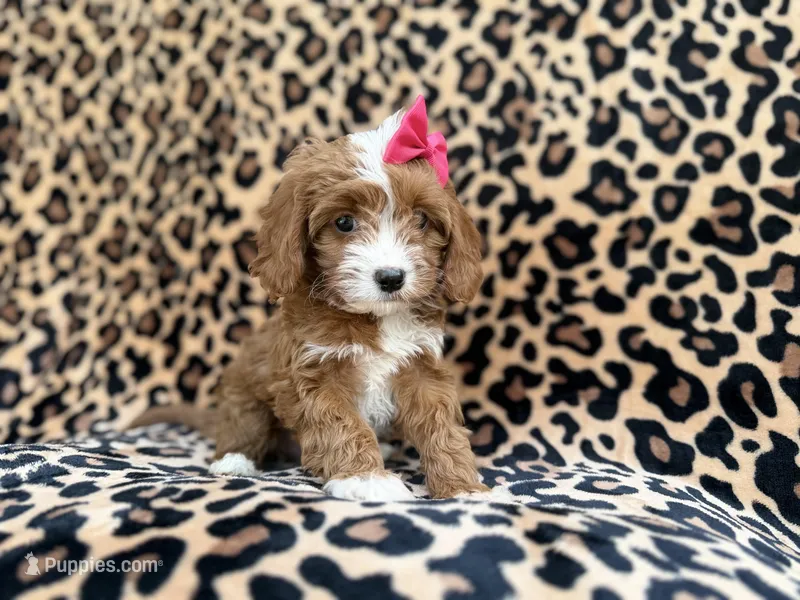 Josie – Cavalier King Charles Spaniel, Poodle - Miniature  puppy for sale in Lakeland, FL