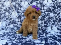 Ariel, a female Cavapoo and Poodle - Miniature  for sale in Lakeland, FL – Photo 2 of 8