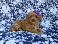 Ariel, a female Cavapoo and Poodle - Miniature  for sale in Lakeland, FL – Photo 4 of 8