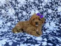 Ariel, a female Cavapoo and Poodle - Miniature  for sale in Lakeland, FL – Photo 3 of 8