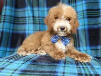 Pablo, a male Cockapoo for sale in Lakeland, FL – 1 of 8