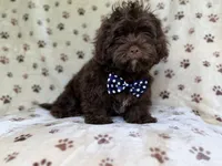 Amos, a male Shihpoo for sale in Lakeland, FL – 3 of 10