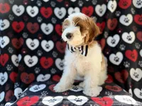 Talon, a male Cockapoo for sale in Lakeland, FL – 9 of 9