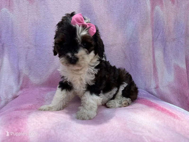 Fern – Cockapoo puppy for sale in Lakeland, FL