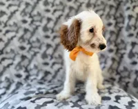 Trent, a male Cockapoo for sale in Lakeland, FL – 6 of 9