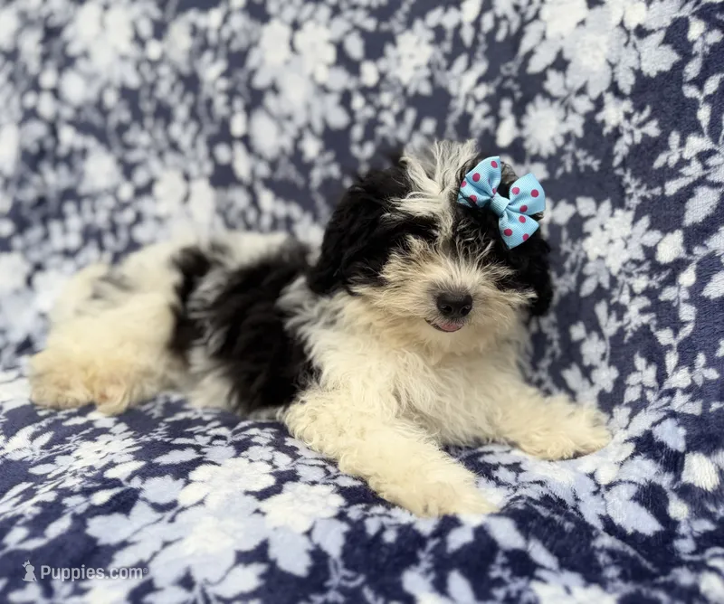 Darlin – Shihpoo puppy for sale in Lakeland, FL