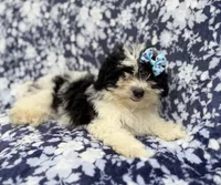 Darlin, a female Shihpoo for sale in Lakeland, FL – 1 of 8