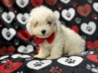Hex, a male Bichpoo for sale in Lakeland, FL – 5 of 10