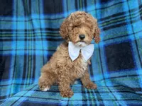 Rags, a male Cockapoo and Poodle - Miniature  for sale in Lakeland, FL – 6 of 8