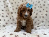 Bailey, a female Cavapoo for sale in Lakeland, FL – 3 of 8