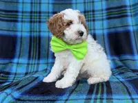 Dexter, a male Cavapoo and Poodle - Miniature  for sale in Lakeland, FL – 4 of 9