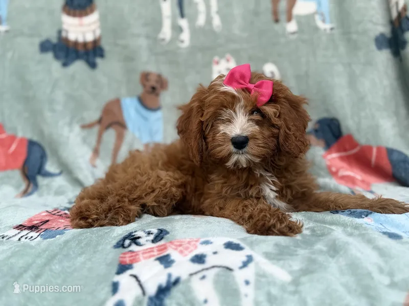 Buttercup  – Cavapoo puppy for sale in Lakeland, FL