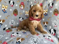 Chance, a male Cavapoo for sale in Lakeland, FL – 1 of 9