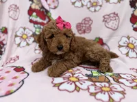Remi, a female Cockapoo for sale in Lakeland, FL – 2 of 8