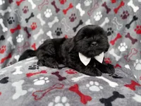 Scout, a male Shih Tzu and Shichon for sale in Lakeland, FL – 6 of 9