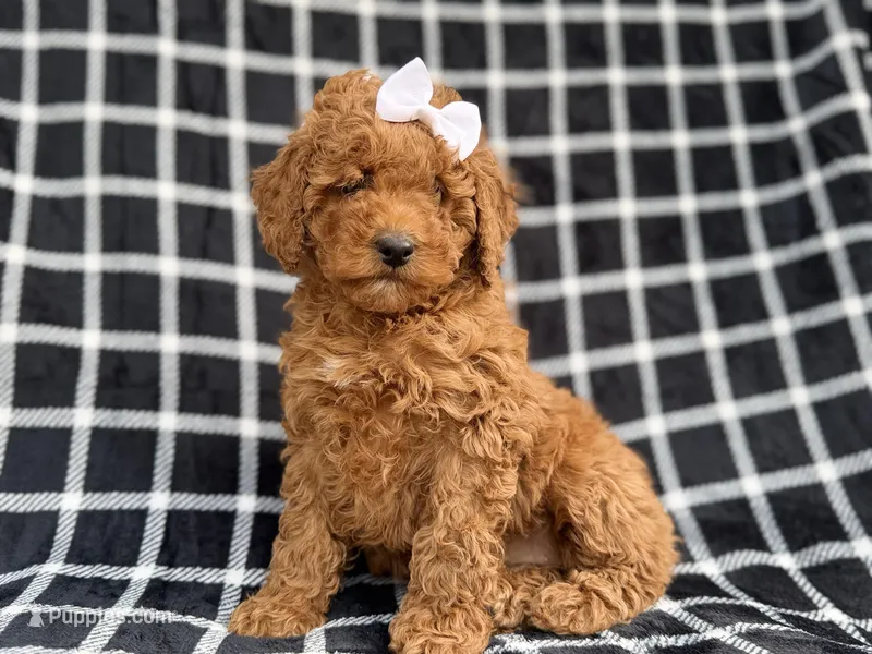 Brielle – Cockapoo, Poodle - Miniature  puppy for sale in Lakeland, FL